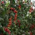 Kenmerken en beschrijving van het tomatenras Rozijnen, beoordelingen en opbrengst