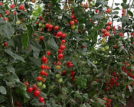 Egenskaper och beskrivning av tomatsorten Raisin, recensioner och utbyte