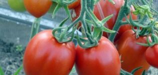 Marusya-tomaattilajikkeen kuvaus ja ominaisuudet, sen sato
