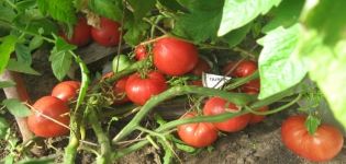 Descripción de la variedad de tomate Gamayun, características de cultivo y cuidado.