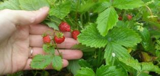 Beskrivelse og finesser af voksende jordbær af Ruyan-sorten