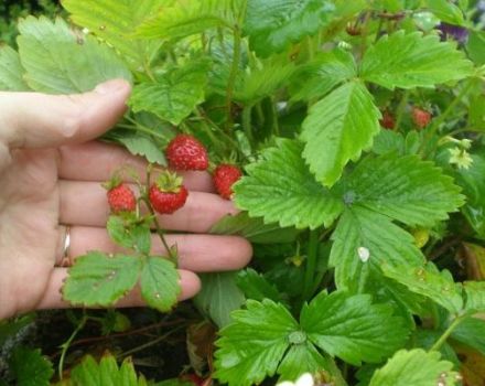 Kuvaus ja yksityiskohdat Ruyan-lajikkeen mansikoiden viljelystä