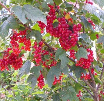 Description and characteristics of the red currant variety Nenaglyadnaya