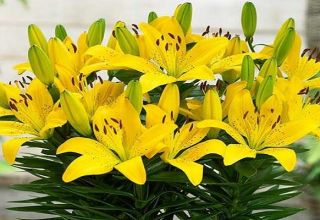 Description of varieties of Asian lily, planting and care in the open field