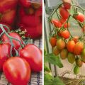Description of the Imperia tomato variety and its yield