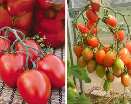 Imperia domates çeşidinin tanımı ve verimi
