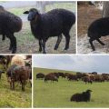 Karačaijas šķirnes aitu apraksts un raksturojums, uzturēšanas noteikumi