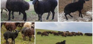 Karachai veislės avių aprašymas ir savybės, priežiūros taisyklės