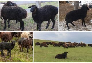 Description et caractéristiques des moutons de la race Karachai, règles d'entretien