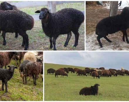 Beskrivelse og karakteristika for får af Karachai-racen, vedligeholdelsesregler