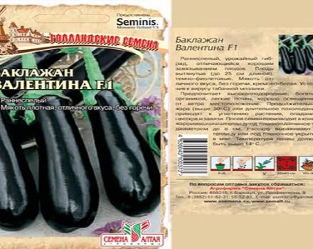 Description and characteristics of Valentine's eggplant, cultivation and care