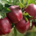 Kuvaus Starkrimson-omenalajikkeesta, lajien ominaisuuksista ja jakautumisesta alueilla