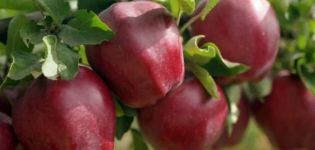 Starkrimson ābolu šķirnes apraksts, sugu īpašības un izplatība reģionos