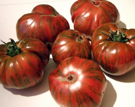 Beschrijving en kenmerken van de variëteit aan tomaten Gestreepte chocolade, hun opbrengst