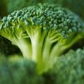 Bedste broccoli frø med beskrivelser
