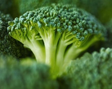 Geriausios brokolių sėklos su aprašymais
