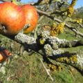 Kuinka päästä eroon omenapuu jäkälästä, parhaat torjuntamenetelmät ja ehkäisevät toimenpiteet