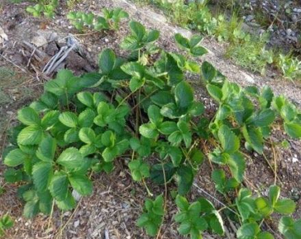 Why strawberry bushes bloom, but do not bear fruit and treatment methods