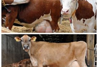 Kaip sužinoti namuose, ar karvė nėščia, ar ne, nėštumo laikas