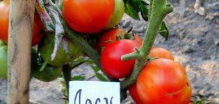 Alsou-tomaattilajikkeen ominaisuudet ja kuvaus, sen sato