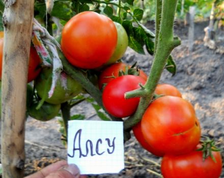 Značajke i opis sorte rajčice Alsou, njen prinos