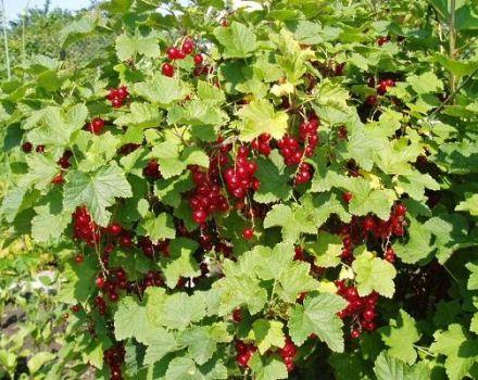 Description and characteristics of sugar red currant variety, planting and care