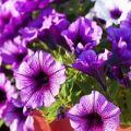 Planting, growing and caring for petunias in the open field