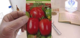 Beskrivelse af tomatsorten Bochata, egenskaber og dyrkning