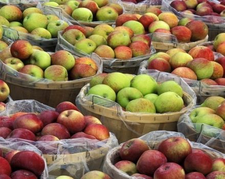 Come mantenere fresche le mele per l'inverno a casa