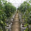 זנים של עגבניות טובות ויעילות ביותר עבור אוראל בחממה