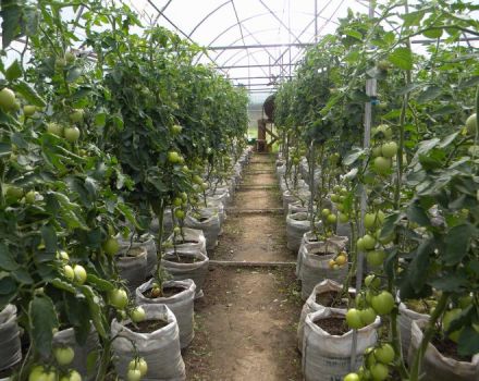 Varieties of the best and most productive tomatoes for the Urals in a greenhouse