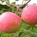 Opis i karakteristike sorte jabuka Grushovka Moskovskaya, značajke uzgoja i povijest