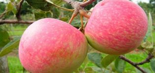 Description and characteristics of the apple variety Grushovka Moskovskaya, cultivation features and history