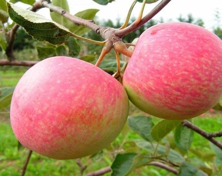 Opis i karakteristike sorte jabuka Grushovka Moskovskaya, značajke uzgoja i povijest