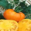 Pomidorų veislės Bison yellow aprašymas, jo savybės ir auginimas