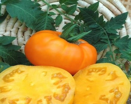 Beskrivning av tomatsorten Bison gul, dess egenskaper och odling