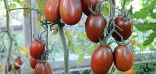 Caratteristiche e descrizione della varietà di pomodoro Black Moor, resa e coltivazione