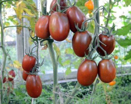 Eigenschaften und Beschreibung der Tomatensorte, des Ertrags und des Anbaus von Black Moor