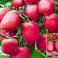 Description de la variété de tomate Bougie violette, son rendement et avis des résidents d'été
