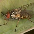 Soğan sineği halkı ve kimyasal yollarla nasıl baş edilir?