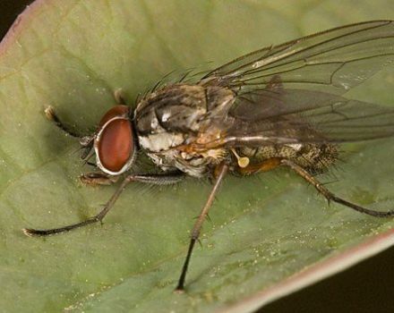 ¿Cómo lidiar con la mosca de la cebolla y los medios químicos?