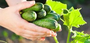 A 8 legfontosabb módszer az keserűség hatékony eltávolítására az uborkából a pácolás előtt