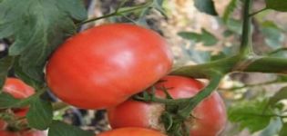 Περιγραφή της ποικιλίας ντομάτας Pandarosa, χαρακτηριστικά καλλιέργειας και φροντίδας