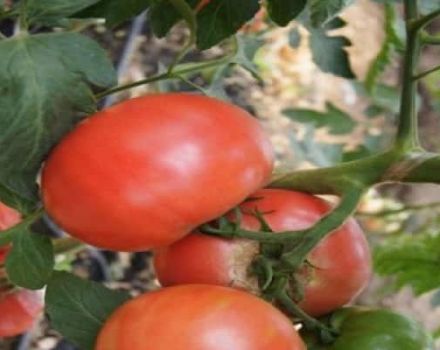 Pandarosa domates çeşidinin tanımı, yetiştirme özellikleri ve bakımı