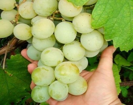 Kesha vynuogių veislių (Talisman) aprašymas ir savybės, jų sodinimas ir priežiūra