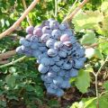 Description of the best frost-resistant grape varieties and their fruiting, cultivation features