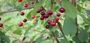 Vyšnių veislės „Igritskaya“ aprašymas ir ypatybės, auginimo ir priežiūros ypatybės