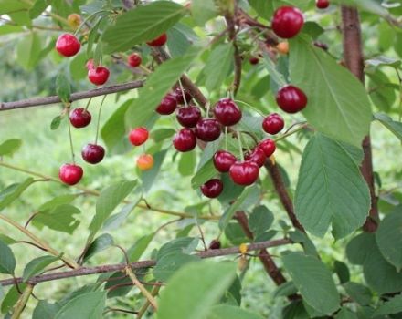 Opis i karakteristike sorte Igritskaya trešnja, značajke uzgoja i njege