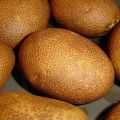 Opis odmiany ziemniaka Kiwi, jej właściwości i plonu