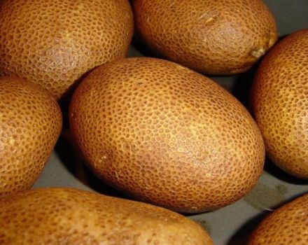 Descripció de la varietat de patates Kiwi, característiques i rendiment